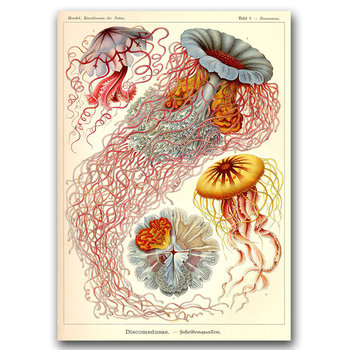 Plakat retro Antyczny druk meduz Haeckel Ernst A3 - Vintageposteria