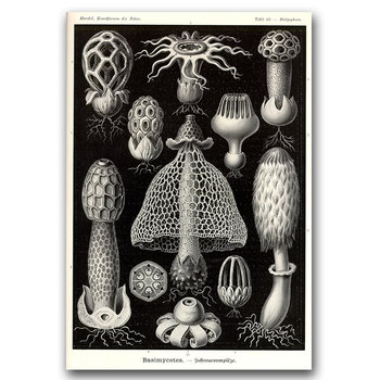 Plakat retro Morskie grzyby Ernst Haeckel A3 - Vintageposteria