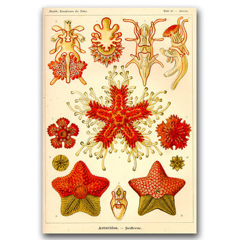 Plakat retro Morskie okazy Ernst Haeckel A2 - Vintageposteria