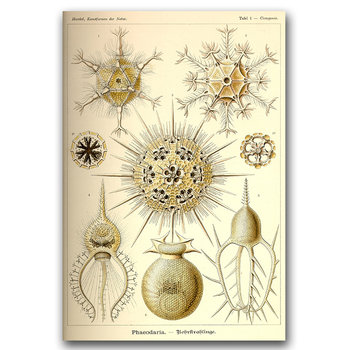 Plakat retro Phaeodaria Ernst Haeckel A1 60x85cm - Vintageposteria