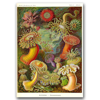 Plakat retro Zwierze Actinia Haeckel Ernst A3 - Vintageposteria