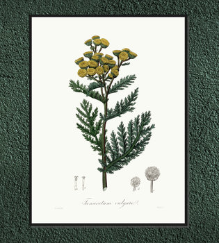 Plakat rośliny vintage Wrotycz pospolity 21x30 cm / DodoPrint - DodoPrint