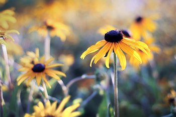 Plakat, Rudbekia, 30x20 cm - reinders