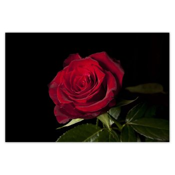 Plakat Śliczna róża, 90x60 cm - ZeSmakiem