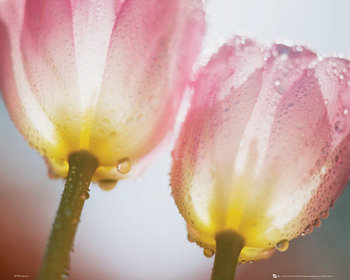 plakat TULIPS - DEW - GB eye