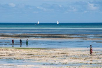 Plakat, Turkusem malowane Zanzibar, 70x50 cm - reinders