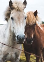 Plakat Two Horses plakaty na ścianę do salonu sypialni 50x70 cm Nice Wall