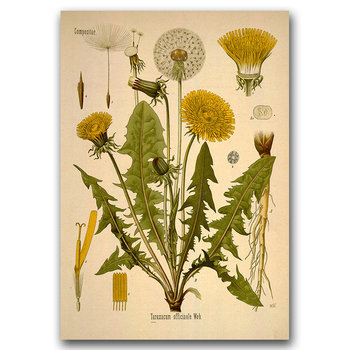 Plakat vintage do salonu Teraxacum Officinale A2 - Vintageposteria