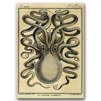 Plakat vintage Ośmiornica Haeckel Ernst A3 - Vintageposteria