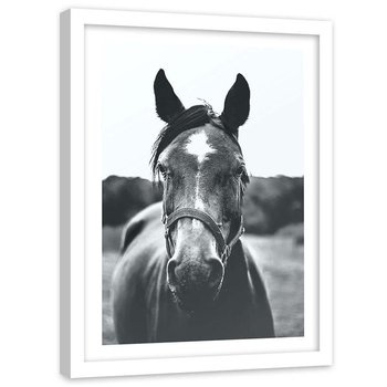 Plakat w ramie białej Feeby, Koń zwierzę zbliżenie 80x120 cm - Feeby