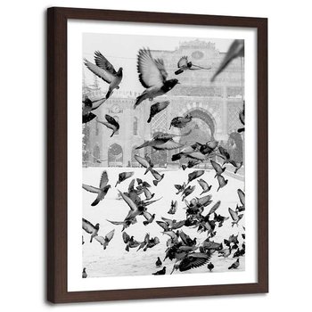 Plakat w ramie brązowej Feeby, Gołębie na placu 40x50 cm - Feeby