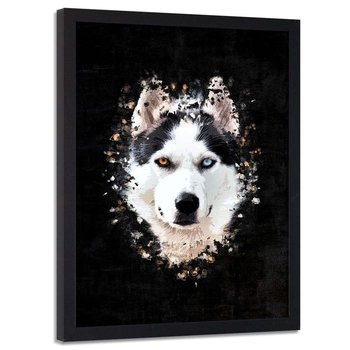 Plakat w ramie czarnej FEEBY Husky syberyjski, 50x70 cm - Feeby