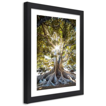 Plakat w ramie czarnej, Wielkie egzotyczne drzewo 70x100 - Feeby