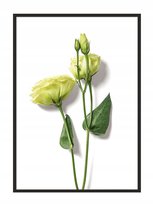 Plakat w ramie E-DRUK Kwiat, 53x73 cm