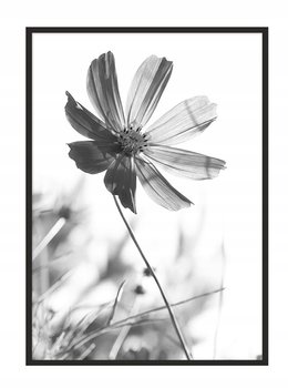 Plakat w ramie E-DRUK Kwiatek, 33x43 cm - e-druk