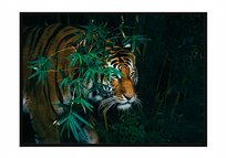 Plakat w ramie E-DRUK Tygrys, 53x73 cm
