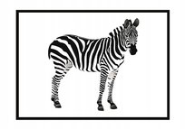 Plakat w ramie E-DRUK Zebra, 33x43 cm