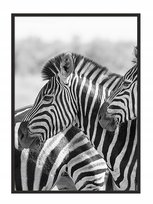 Plakat w ramie E-DRUK Zebra, 53x73 cm