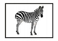 Plakat w ramie E-DRUK Zebra, 53x73 cm