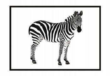 Plakat w ramie E-DRUK Zebra, 53x73 cm - e-druk