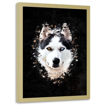 Plakat w ramie naturalnej FEEBY Husky syberyjski, 50x70 cm - Feeby