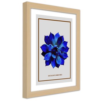 Plakat w ramie naturalnej, Sukulent niebieski minimalizm 60x90 - Feeby