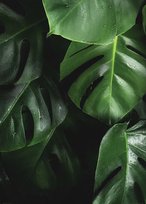 Plakat Zielona Monstera Liście plakaty na ścianę do salonu 50x70 cm Nice Wall
