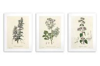 Plakaty na ścianę do kuchni Zioła Gałązki Dekoracja ozdoba Zielnik 3x 50x70