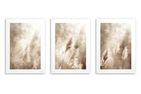 Plakaty postery na ścianę do domu boho trawa pampasowa 3x 50x70cm