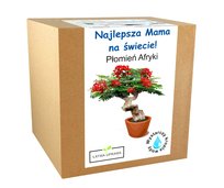 Płomień Afryki Drzewko Bonsai Prezent Dzień Matki