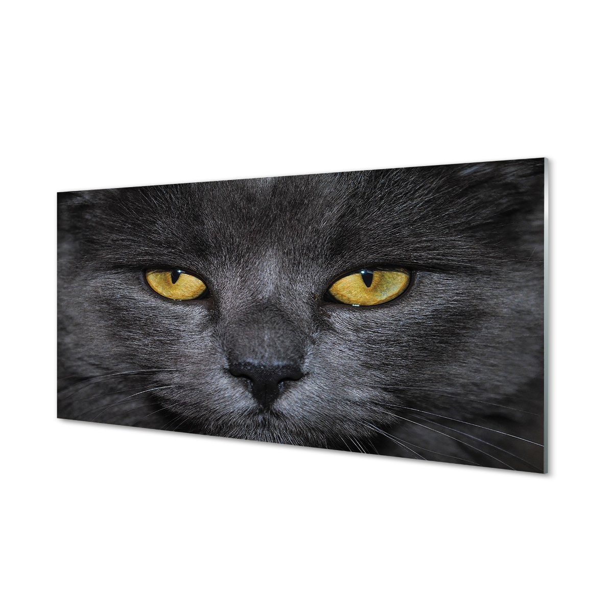 Płyta szklana do kuchni + klej Czarny kot 120x60