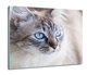 płyty ochronne na indukcję z foto Kot oczy 60x52, ArtprintCave - ArtPrintCave