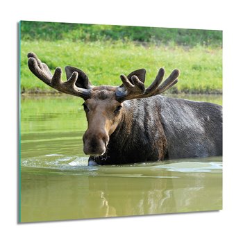 Pływający łoś obraz szklany ścienny 60x60 cm - ArtPrintCave
