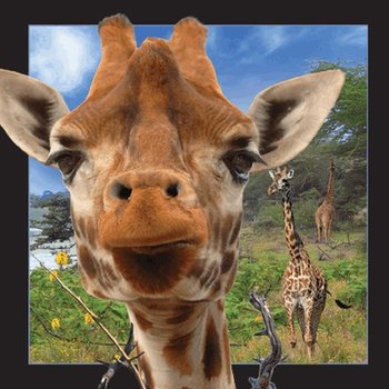 Pocztówka 3D Żyrafa - Worth Keeping