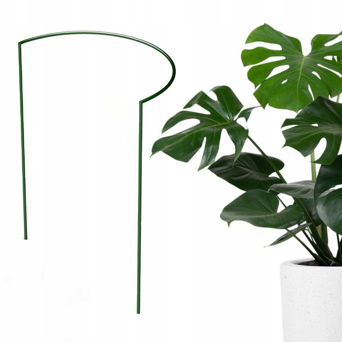 philodendron selloum variegata Philodendron Selloum Variegated 4” – Rare Foliage Plant Co