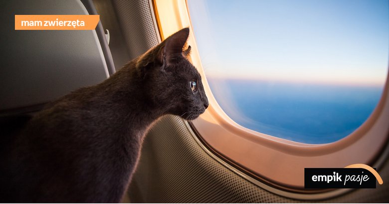 Podróż z kotem – jak temu sprostać?