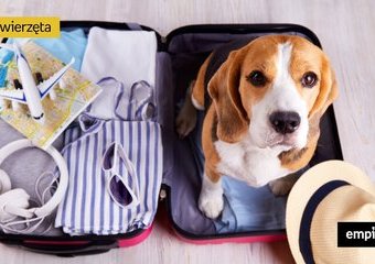Podróż z psem za granicę – paszport i inne formalności, o których trzeba pamiętać