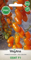 Pomidor Odat F1 20 nasion nasiona - WegAna