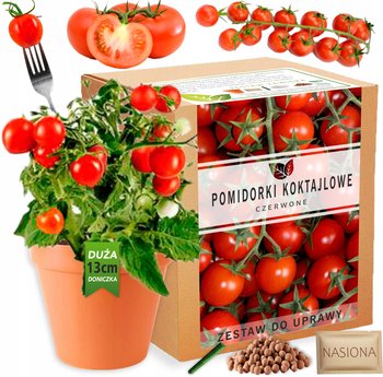 Pomidorki Koktajlowe Pomidory Zestaw do uprawy XL nasiona pomidorów - Palm-Tree