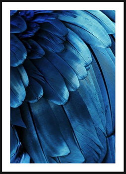 Poster Story, Plakat, Niebieskie Pióra,  wymiary 70 x 100 cm - Poster Story