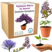 Prezent Na Dzień Babci Drzewko Szczęścia Bonsai