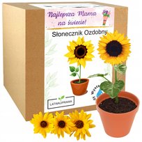 Prezent na Dzień Mamy kwiat Słonecznik Ozdobny prezent na dzień Matki róża