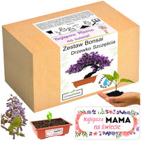 Prezent na Dzień Matki drzewko szczęścia bonsai prezent na dzień mamy róża