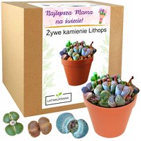 Prezent na Dzień Matki żywe kamienie prezent dla mamy zestaw do uprawy mama