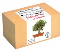 Prezent na Dzień Ojca drzewko szczęścia bonsai