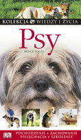 Psy Fogle Bruce