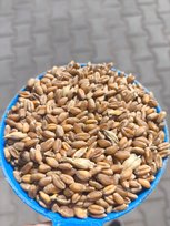 PSZENICA ziarno karma pasza dla kur drobiu 20 kg