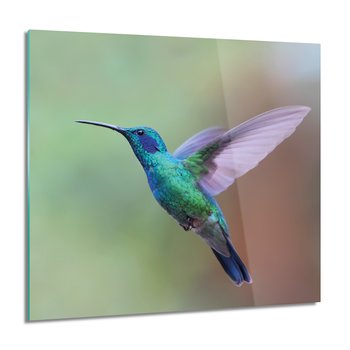 Ptak koliber grafika foto szklane 60x60 kwadrat, ArtprintCave - ArtPrintCave