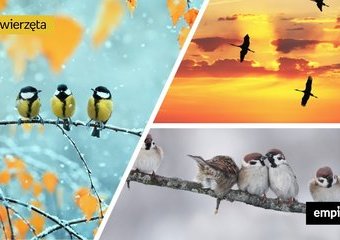 Ptaki odlatujące i ptaki zimujące w Polsce – ciekawostki