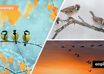 Ptaki odlatujące i ptaki zimujące w Polsce – ciekawostki
